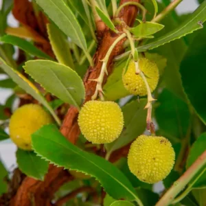 arbutus unedo detalle fruto