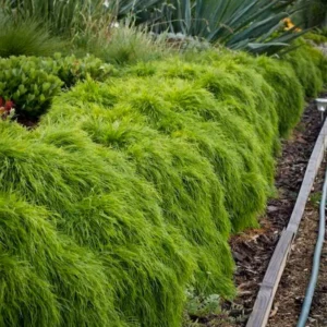 Acacia Limelight®: Una Cascada de Luz Verde en tu Jardín