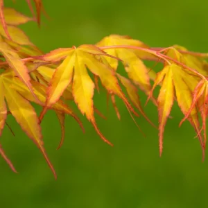 acer palmatum katsura