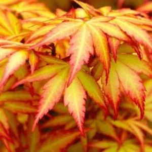 acer orange dream