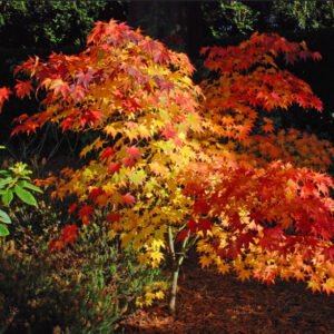 Arce Japonés 'Osakazuki' (Acer palmatum 'Osakazuki')