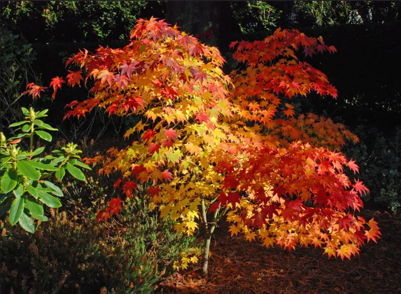 acer palmatum osakazuki otoño