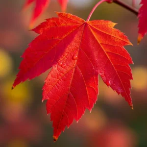 Acer rubrum 'Red Point': La Llama Roja del Otoño en tu Jardín