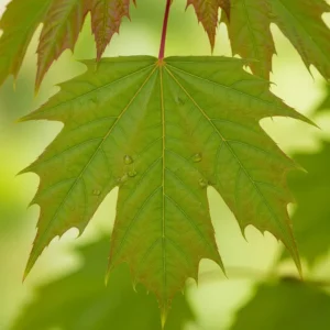 acer rubrum red point primavera hoja