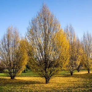 carpinus betula fastigiata en vivero