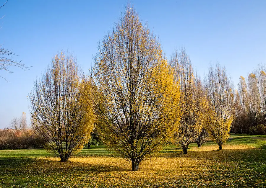 carpinus betula fastigiata en vivero