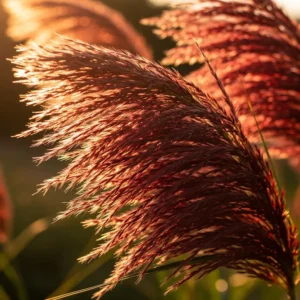 miscanthus ferner