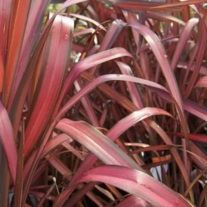 Phormium ‘Rainbow Maiden’ | Formio Tricolor Arqueado