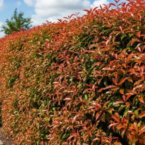 seto de fotinia vulcano