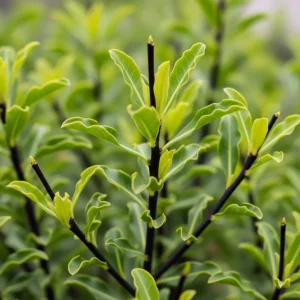 pittosporum tenuifolia detalle hojas