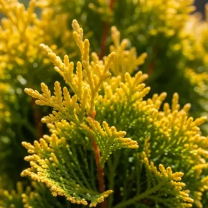 tuya orientalis pyramidal aurea detalle