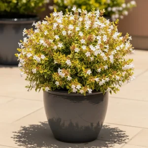 abelia kaleidoskope en maceta