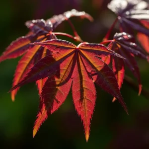 Arce Japonés Púrpura (Acer palmatum 'Atropurpureum'): La Joya del Jardín Oriental