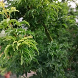 acer japonica crispii