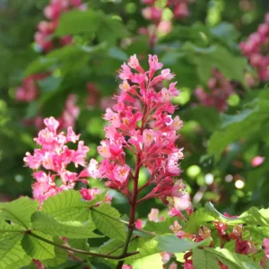 Hoja y flor detalle de aesculus carnea briotii