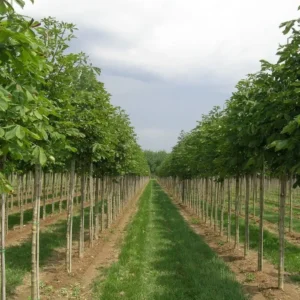 Castaño de indias en vivero