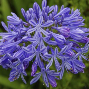 agapanthus africanus