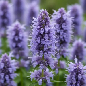agastache blue fortune