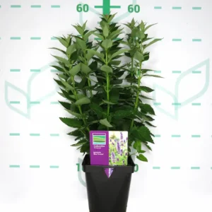 agastache en contenedor