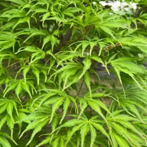 Arce Japonés 'Tiger Rose': El Pincel del Jardín