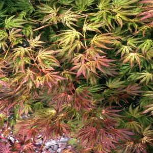 acer tiger rose