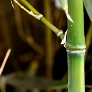 Bambú Phyllostachys bissetii