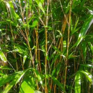 Bambú Dorado-Verde 'Kimmei' (Semiarundinaria yashadake)
