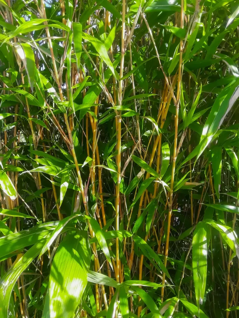 Bambú 'Kimmei' (Semiarundinaria yashadake)