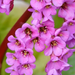 bergenia cordiflora