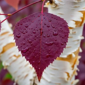 Betula Crimsom frost hoja