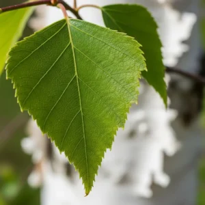 Betula utilis 'Doorenbos': La Luz del Himalaya en tu Jardín