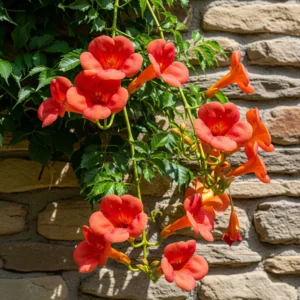 Bignonia (Campsis radicans): Trompetas de Fuego para tu Muro