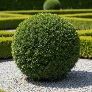 boj faulkner en bola