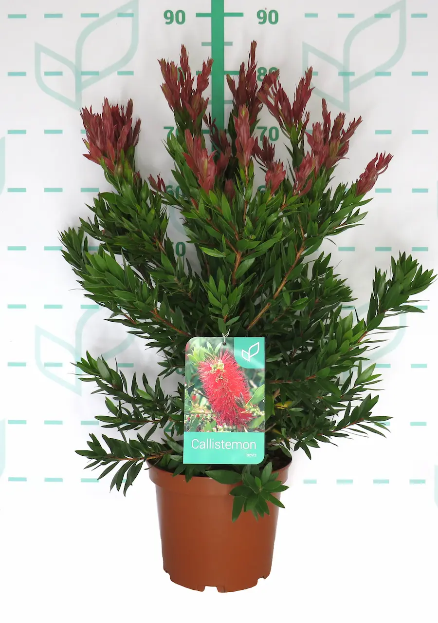 Callistemon 'Red Rocket': Doble Explosión de Color en tu Jardín - Imagen 2