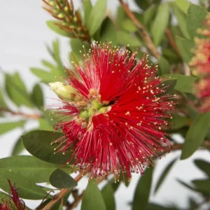 Callistemon 'Splendens': El Limpiatubos Clásico de Floración Espectacular