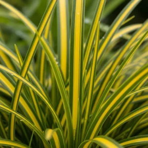 carex jenneke