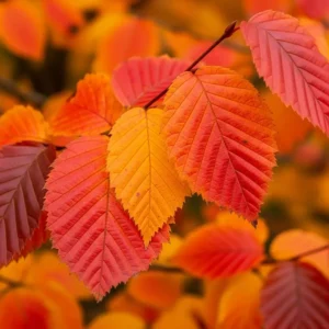 detalle hoja en otoño de carpinus orange retz