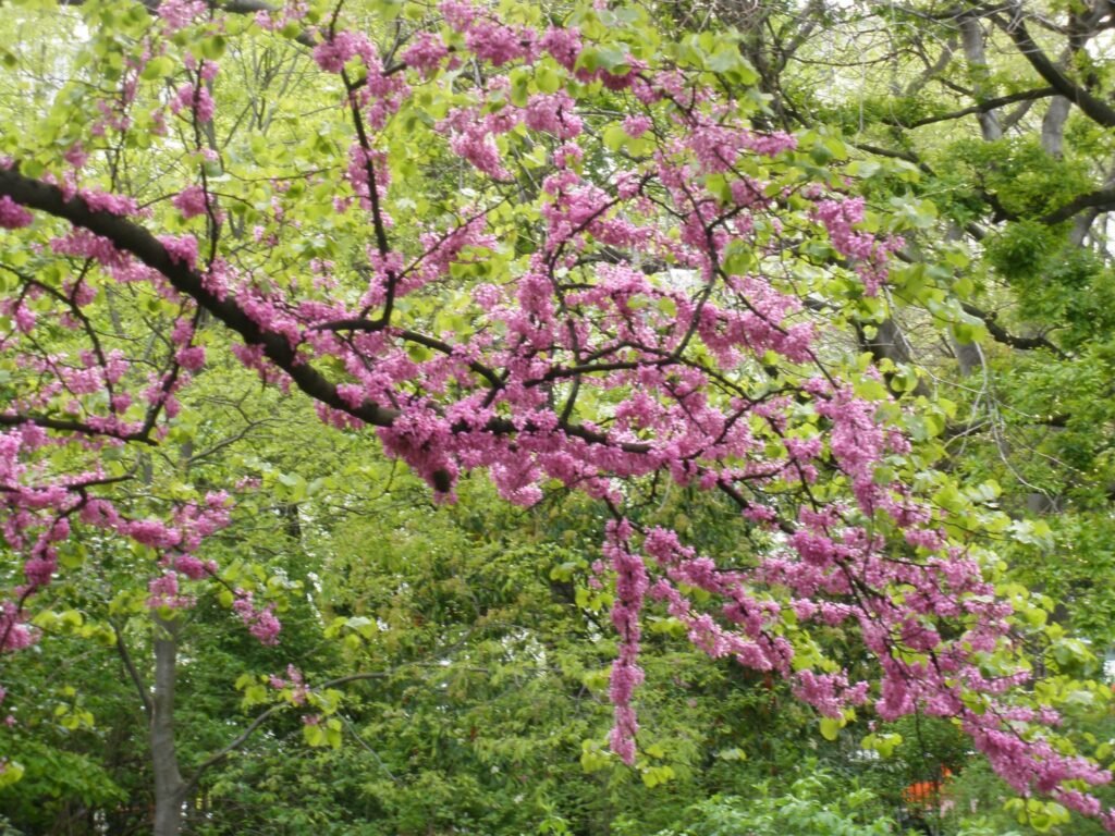 cercis botanico2 arbol del amor en Jardín Botánico
