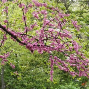 arbol del amor en Jardín Botánico