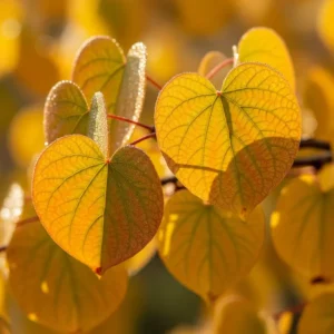 Cercis siliquastrum hoja otoño