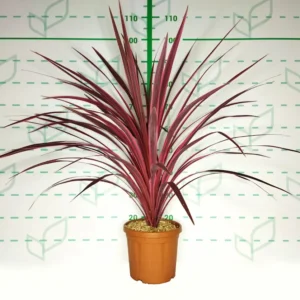 Cordyline 'Cherry Sensation'