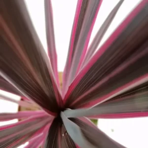 Cordyline 'Paso Doble'