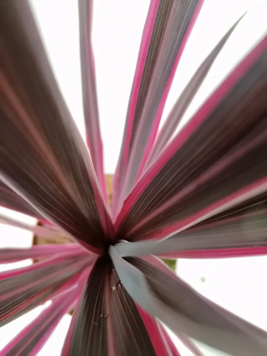 Cordyline 'Paso Doble'