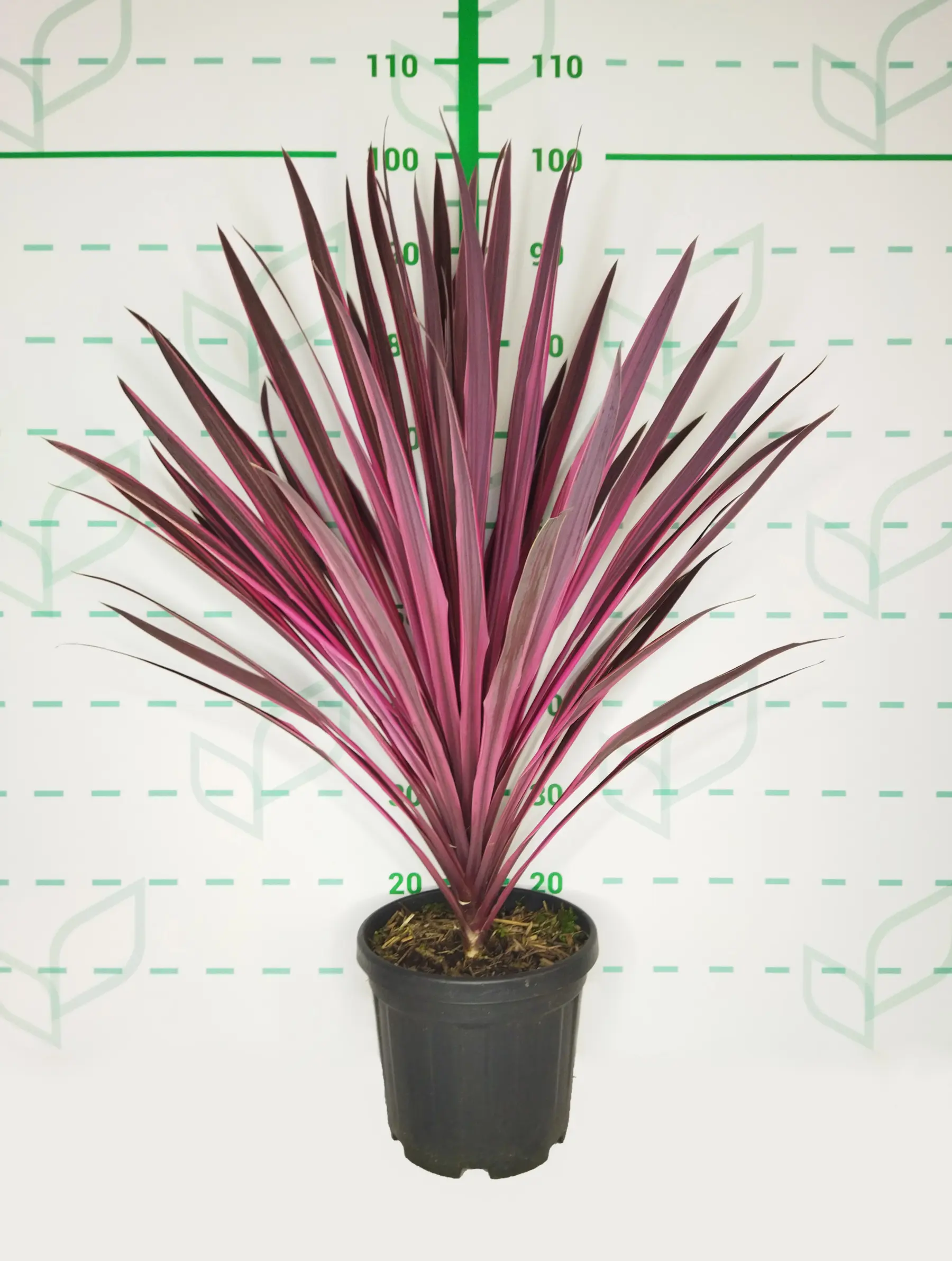 Cordyline 'Paso Doble' - Imagen 2