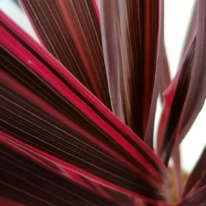 Cordyline 'Pink Fire'