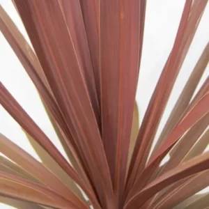 cordyline red star