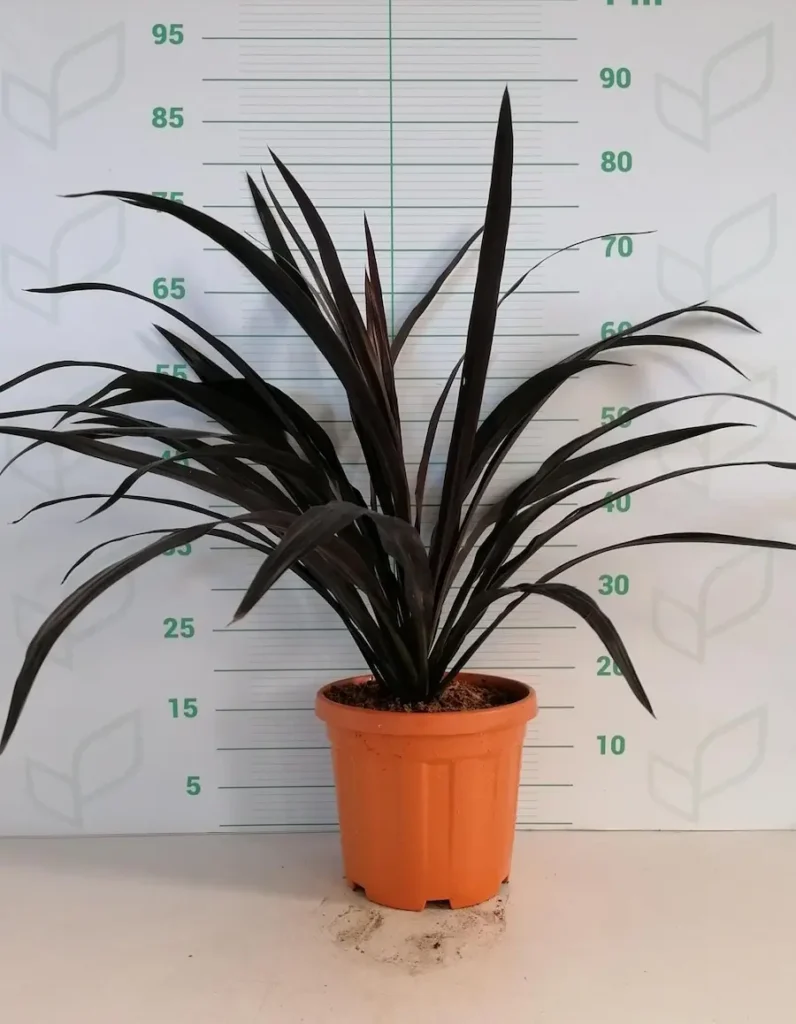 Cordyline 'Renegade'