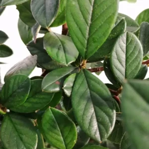 cotoneaster lactea extraordinario para formar setos