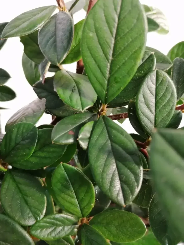 cotoneaster lactea extraordinario para formar setos