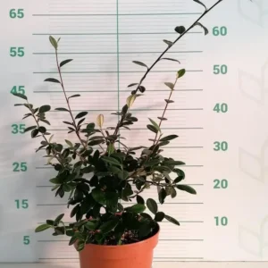 cotoneaster lactea 3 litros